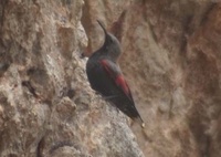 Wallcreeper - Tichodroma muraria