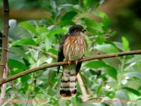 Hodgson's Hawk Cuckoo - Cuculus nisicolor