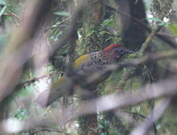 Assam Laughingthrush - Garrulax chrysopterus