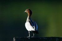 Australian Wood Duck