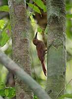 Barred Woodcreeper (Dendrocolaptes certhia) photo