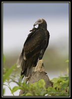 Lesser Yellow-headed Vulture - Cathartes burrovianus