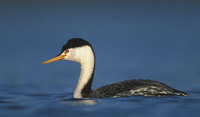 Clark's Grebe (Aechmophorus clarkii) photo