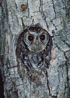 Flammulated Owl (Otus flammeolus) photo