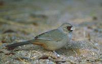 Abert's Towhee (Pipilo aberti) photo