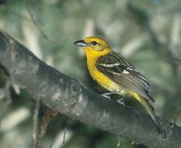 Flame-colored Tanager (Piranga bidentata) photo