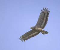 Crested Serpent-Eagle (Spilornis cheela) photo