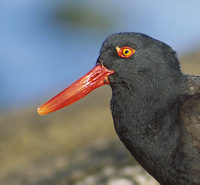 Blackish Oystercatcher (Haematopus ater) photo