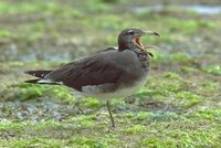 Sooty Gull - Larus hemprichii