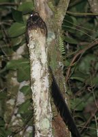 Lyre-tailed Nightjar - Uropsalis lyra