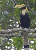 Great Hornbill - Buceros bicornis