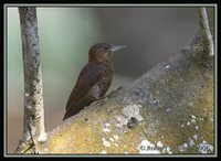 Red-rumped Woodpecker - Veniliornis kirkii