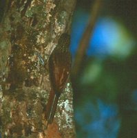 Zimmer's Woodcreeper - Dendroplex kienerii