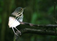 Streak-chested Antpitta - Hylopezus perspicillatus