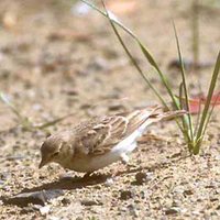 Hume's Lark - Calandrella acutirostris