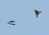 White-winged Swallow - Tachycineta albiventer