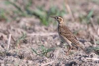 Oriental Pipit - Anthus rufulus