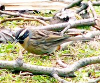 Black-throated Accentor - Prunella atrogularis