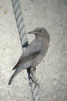 Blue Rock-Thrush - Monticola solitarius