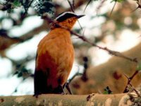 Rueppell's Robin-Chat - Cossypha semirufa