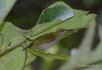 Gray-breasted Spiderhunter - Arachnothera modesta