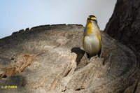 Striated Pardalote - Pardalotus striatus