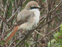 Rufous-tailed Shrike - Lanius isabellinus