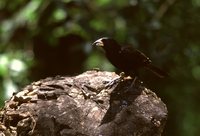 White-billed Buffalo-Weaver - Bubalornis albirostris