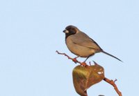 Black-faced Tanager - Schistochlamys melanopis