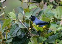 Hooded Mountain-Tanager - Buthraupis montana