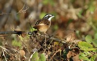 Stripe-headed Sparrow - Aimophila ruficauda