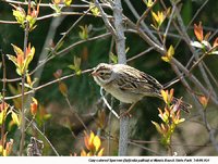 Clay-colored Sparrow - Spizella pallida