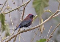 Varied Bunting - Passerina versicolor