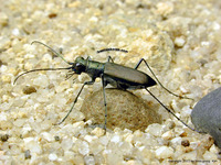 개야길앞잡이 - Lophyridia brevipilosa kaiyaensis