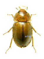 둥글넓적물땡땡이 - Enochrus subsignatus