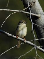 Black-Chested Prinia