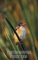 Malachite kingfisher , Alcedo cristata , Kafue National Park , Zambia stock photo