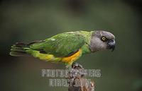 Senegal parrot , Poicephalus senegalus , Parc National de Niokolo Koba , Senegal stock photo