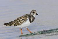 Ruddy Turnstone, winter plumage male scavenging needlefish,