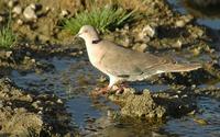 African Mourning Dove p.172