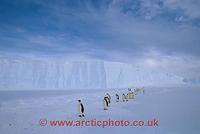 FT0101-00: Line of adult Emperor Penguins walk along the front of the Ice Shelf. Antarctica