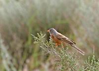 Grey-necked Bunting, Emberiza buchanani