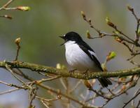 Pied Flycatcher (Ficedula hypoleuca)