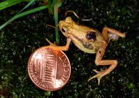 : Nectophrynoides asperginis; Kihansi Spray Toad