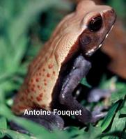 : Bufo guttatus; Crapaud de Leschenault