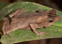 : Bufo margaritifer