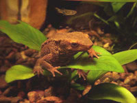: Paramesotriton hongkongensis; Hong Kong Warty Newt