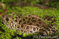 : Rana areolata circulosa; Northern Crawfish Frog