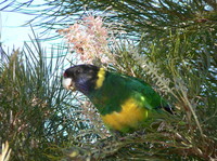 : Barnardius zonarius; Port Lincoln Ringneck