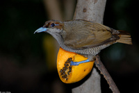 : Dyphlodes magnificus; Magnificent Bird-of-paradise